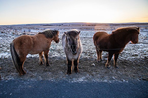 Iceland Horses