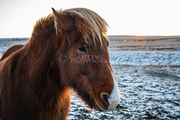 Iceland Horse