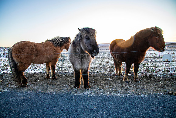 Iceland Horses